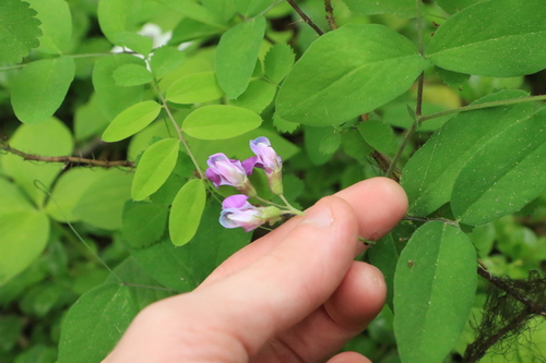 Image of Lathyrus nevadensis by no rights reserved