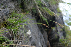 Carex urelytra
