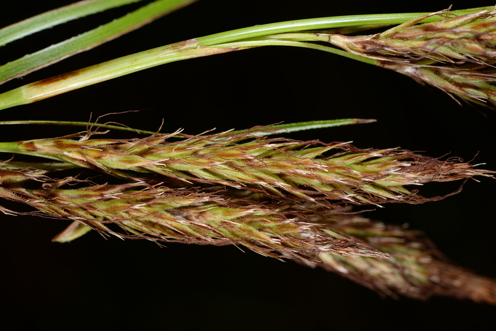 Carex urelytra