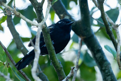 Formicivora littoralis