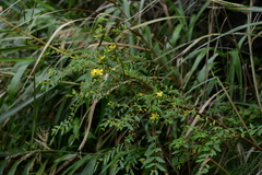 Hypericum geminiflorum