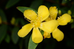 Hypericum geminiflorum