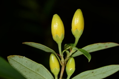Hypericum geminiflorum