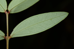 Hypericum geminiflorum