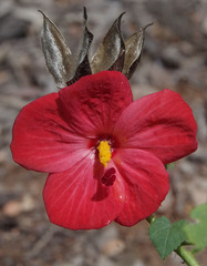 Abelmoschus moschatus tuberosus