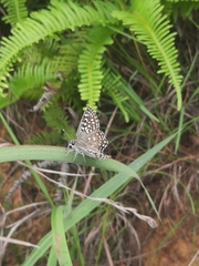Caprona alida