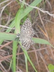 Caprona alida