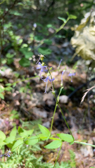 Campanula prenanthoides
