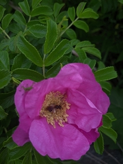 Andrena milwaukeensis