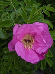 Andrena milwaukeensis