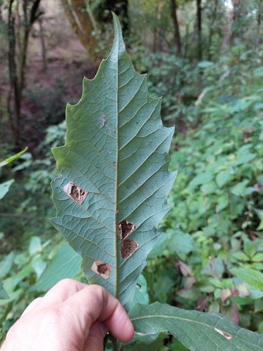 Quercus martinezii