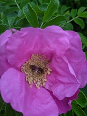 Andrena milwaukeensis