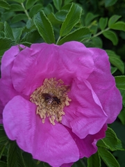 Andrena milwaukeensis