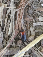 Calathus melanocephalus