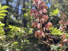 Pyrola aphylla