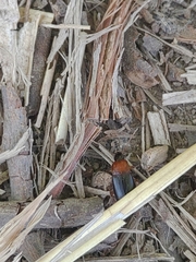 Calathus melanocephalus