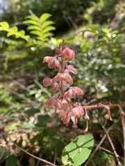 Pyrola aphylla