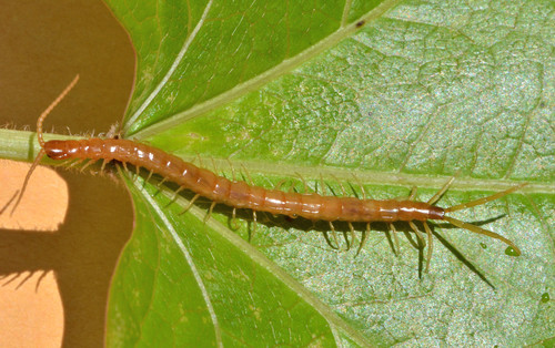 Scolopocryptops gracilis