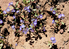 Phacelia peckii