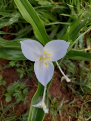 Weldenia