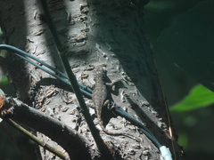 Sceloporus grammicus