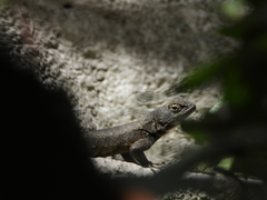 Sceloporus grammicus