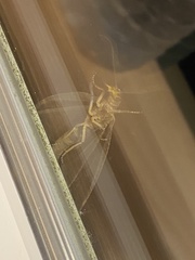 Platycentropus radiatus