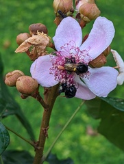Melipona titania