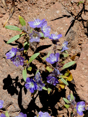 Phacelia peckii