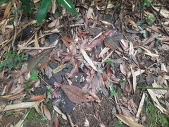 Ardisia primulifolia