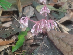 Ardisia primulifolia