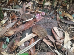 Ardisia primulifolia