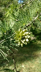 Pseudolarix amabilis