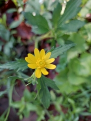 Ranunculus petiolaris