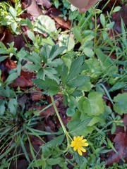 Ranunculus petiolaris