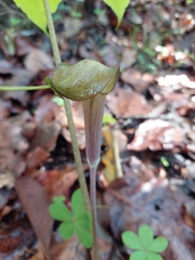 Arisaema macrospathum