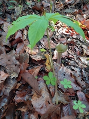 Arisaema macrospathum