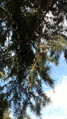 Pseudolarix amabilis