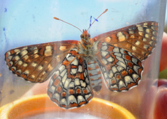Euphydryas chalcedona chalcedona