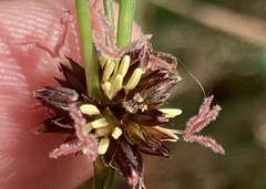 Juncus phaeocephalus