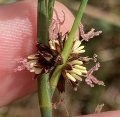Juncus phaeocephalus