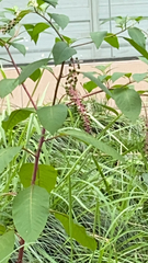 Phytolacca americana