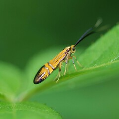 Nemophora staudingerella