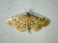 Anania coronata