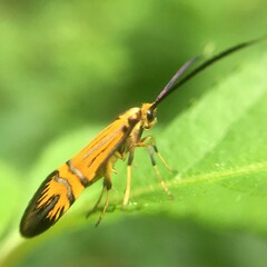 Nemophora staudingerella