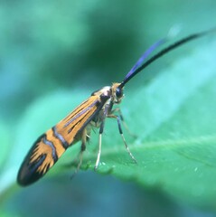 Nemophora staudingerella