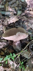 Tylopilus atronicotianus