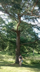 Pseudolarix amabilis