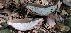 Tylopilus atronicotianus