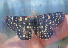 Euphydryas chalcedona chalcedona
